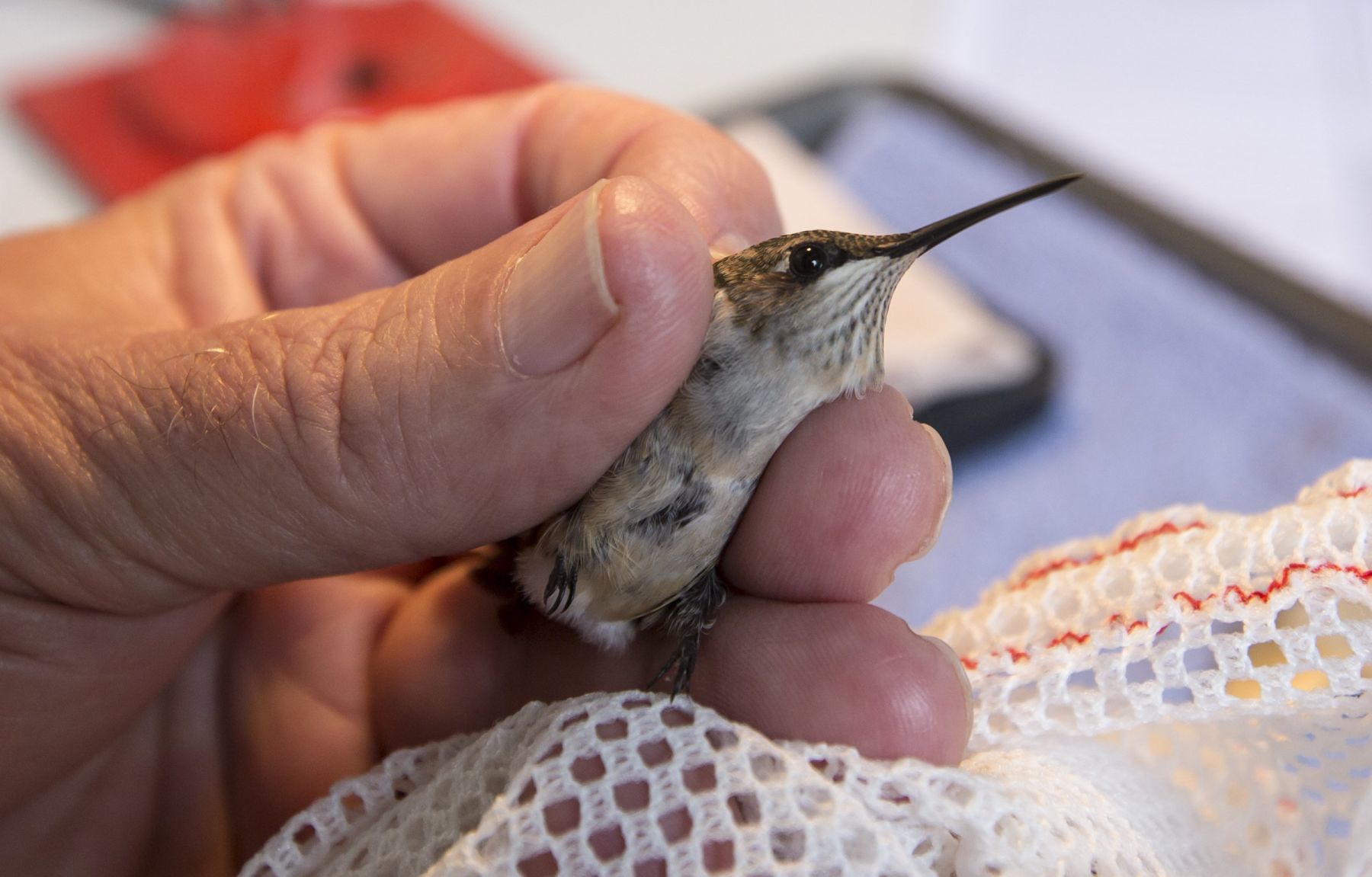 Hummingbirds banded